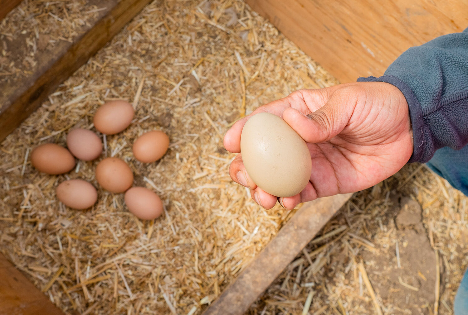 FSI chicken eggs